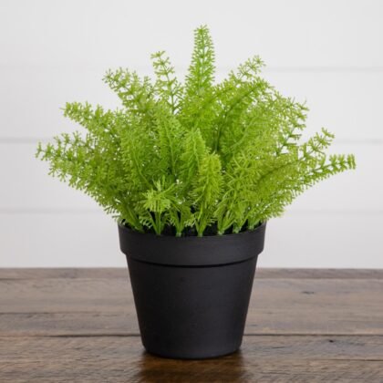Ferns