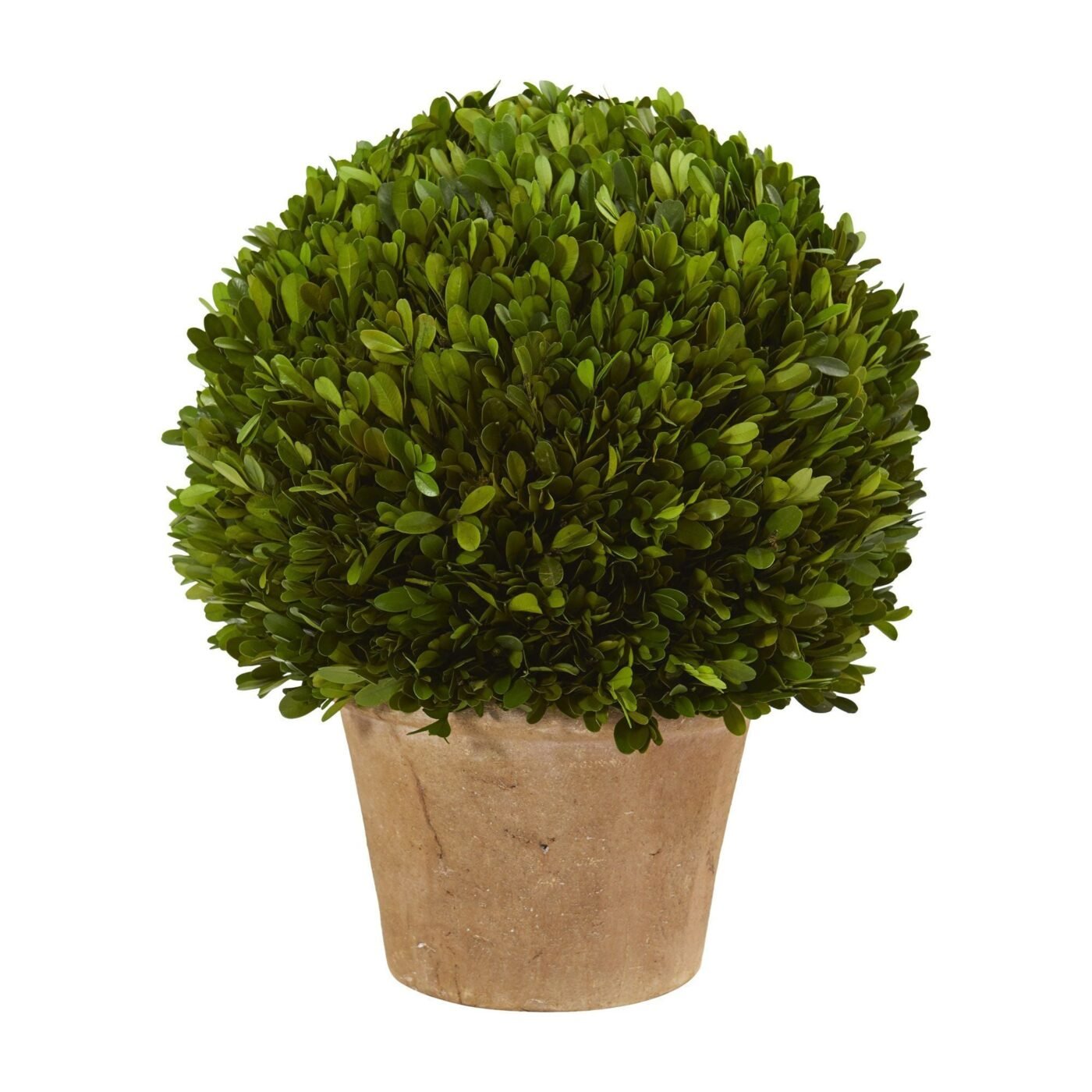 15" Boxwood Ball Preserved Plant in Planter
