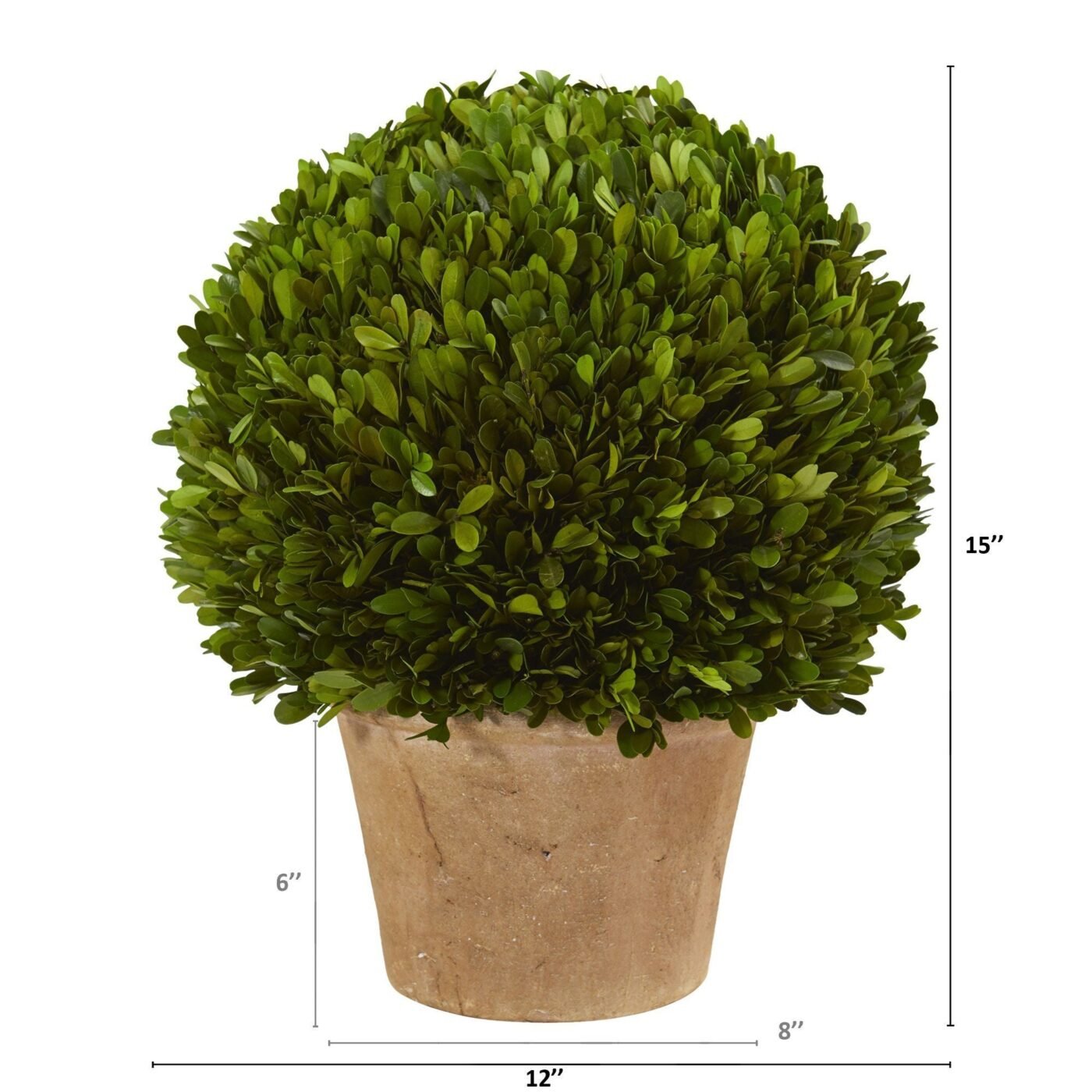 15" Boxwood Ball Preserved Plant in Planter