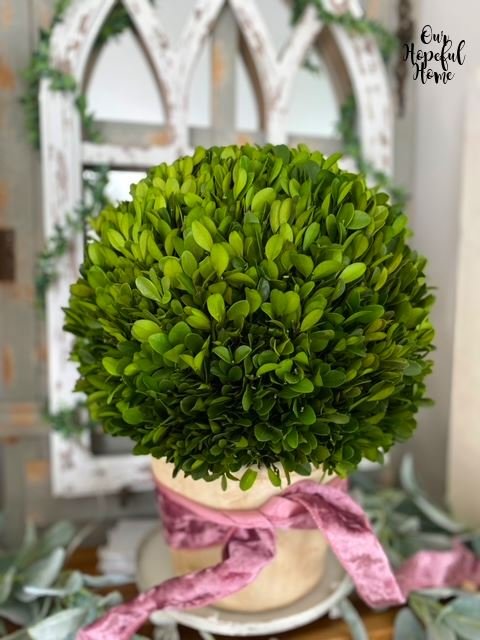 15" Boxwood Ball Preserved Plant in Planter