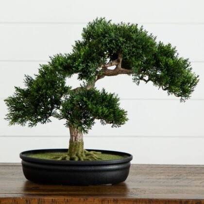 16" Cedar Bonsai Tree