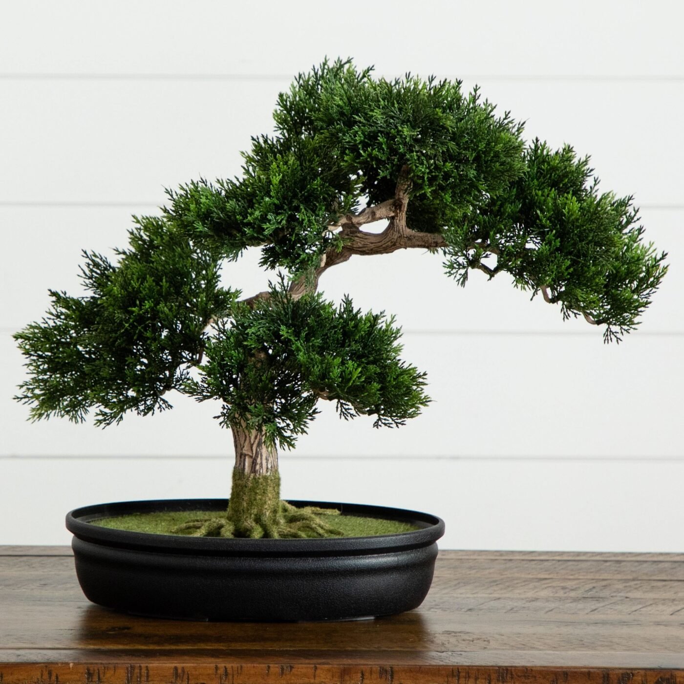 16" Cedar Bonsai Tree