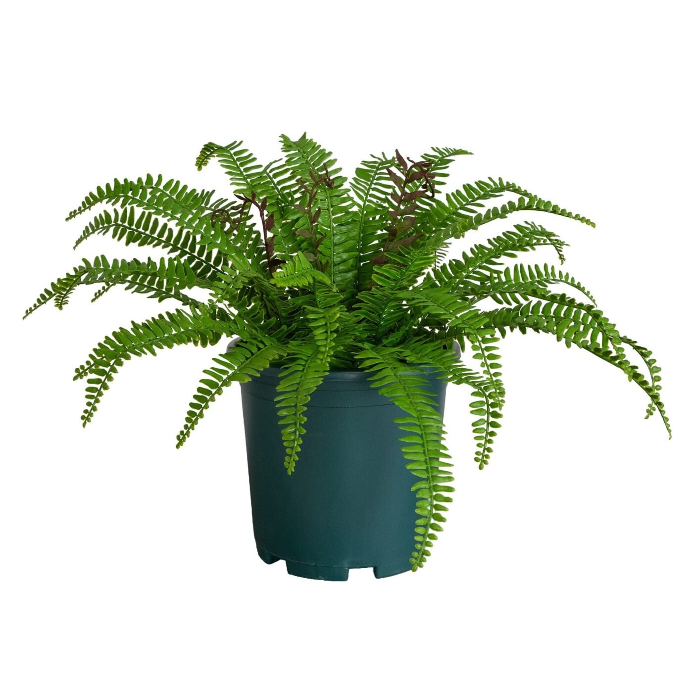 17" UV Resistant Artificial Boston Fern Plant (Indoor/Outdoor)