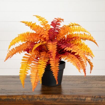 Boston Fern