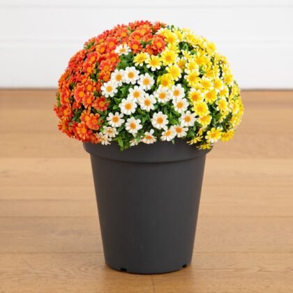 18" UV Resistant Autumn Artificial Fall Mixed Daisy Plant in Pot (Indoor/Outdoor)