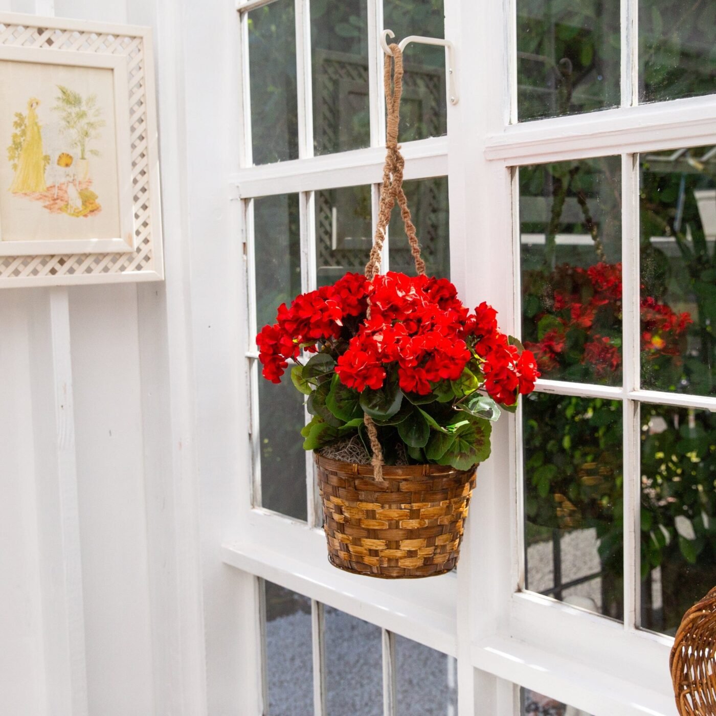 19" Geranium Hanging Basket UV Resistant (Indoor/Outdoor)