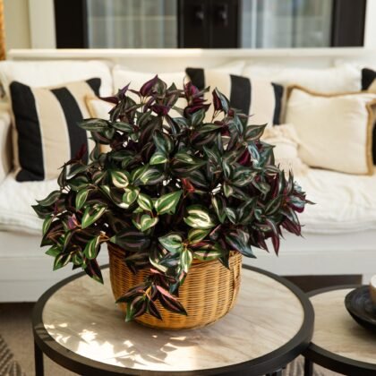 19" UV Resistant Artificial Wandering Jew Bush (Indoor/Outdoor)- Set of 3
