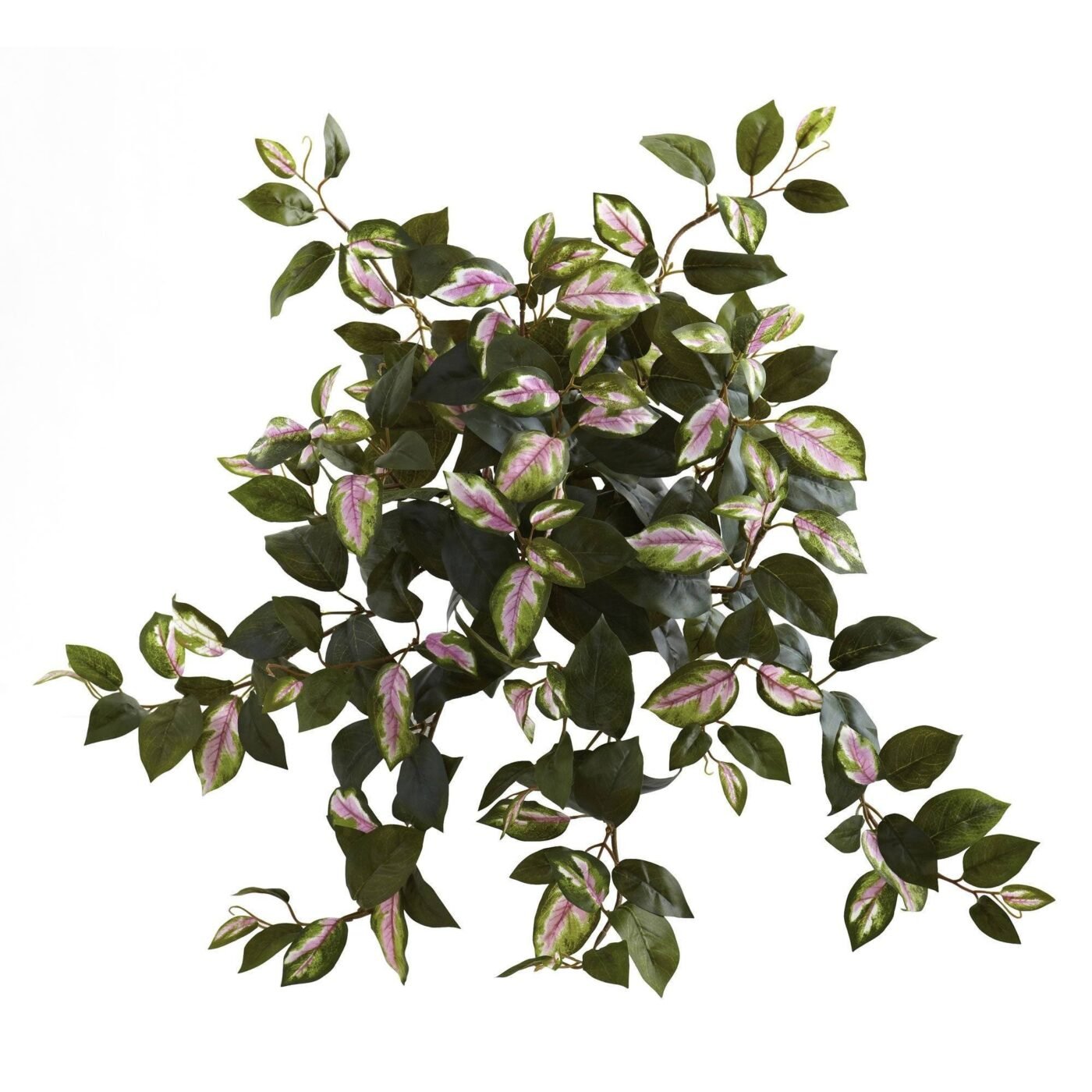 21" Hoya Hanging Bush (Set of 4)