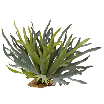 21" Staghorn Fern (Set of 2)