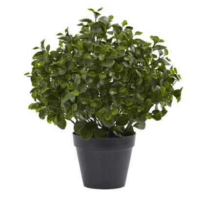 23" Peperomia Plant UV Resistant (Indoor/Outdoor)