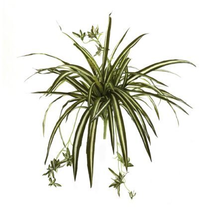 23" Spider Plant Bush (Set of 4)