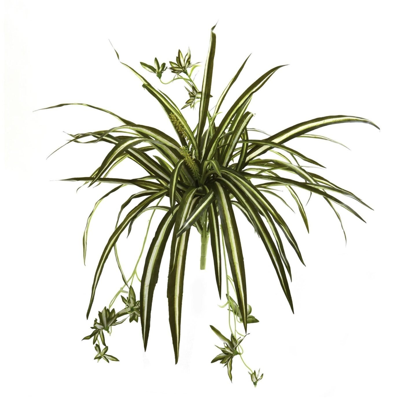 23" Spider Plant Bush (Set of 4)