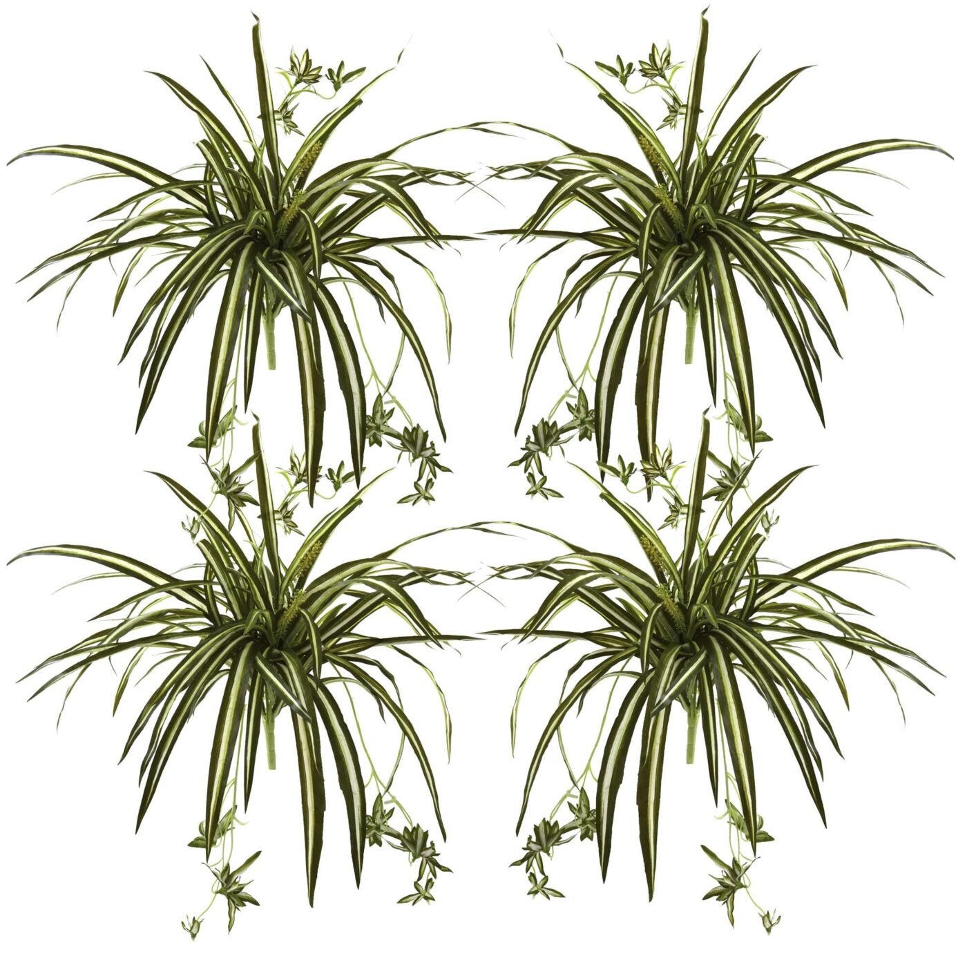 23" Spider Plant Bush (Set of 4)