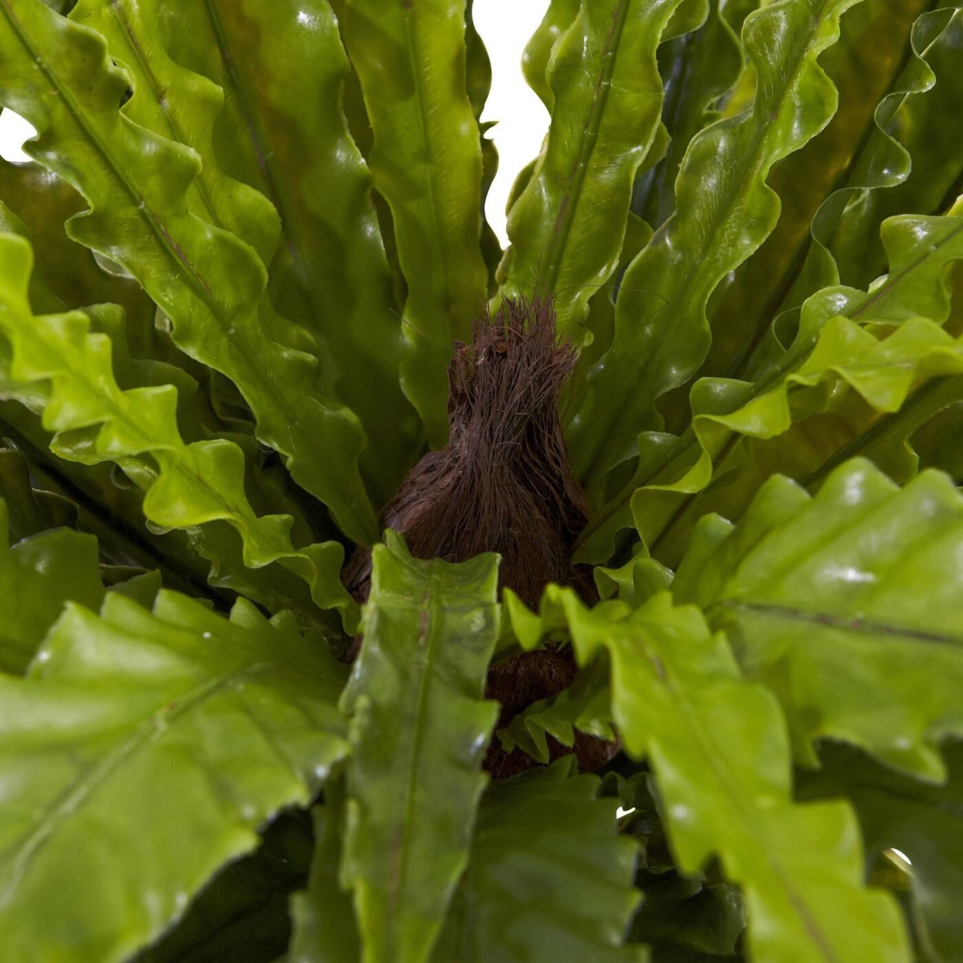26" Asplenium Artificial Plant (Set of 2)