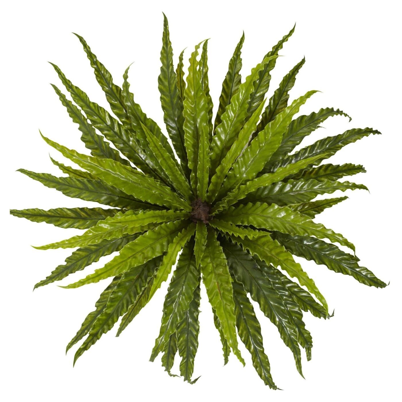26" Asplenium Artificial Plant (Set of 2)