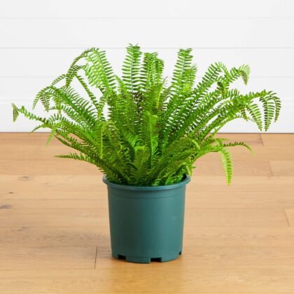 27-in UV Resistant Artificial Real Touch Boston Fern Plant (Indoor/Outdoor)
