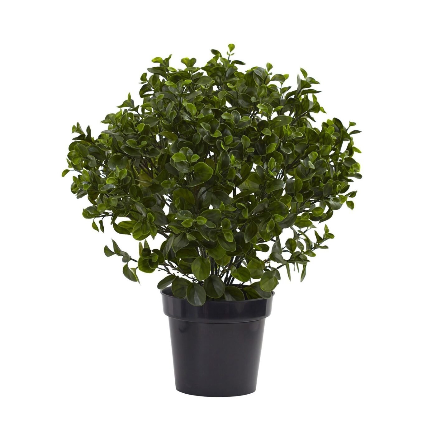 28" Peperomia Plant UV Resistant (Indoor/Outdoor)