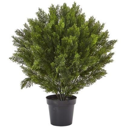 3' Cedar Bush (Indoor/Outdoor)