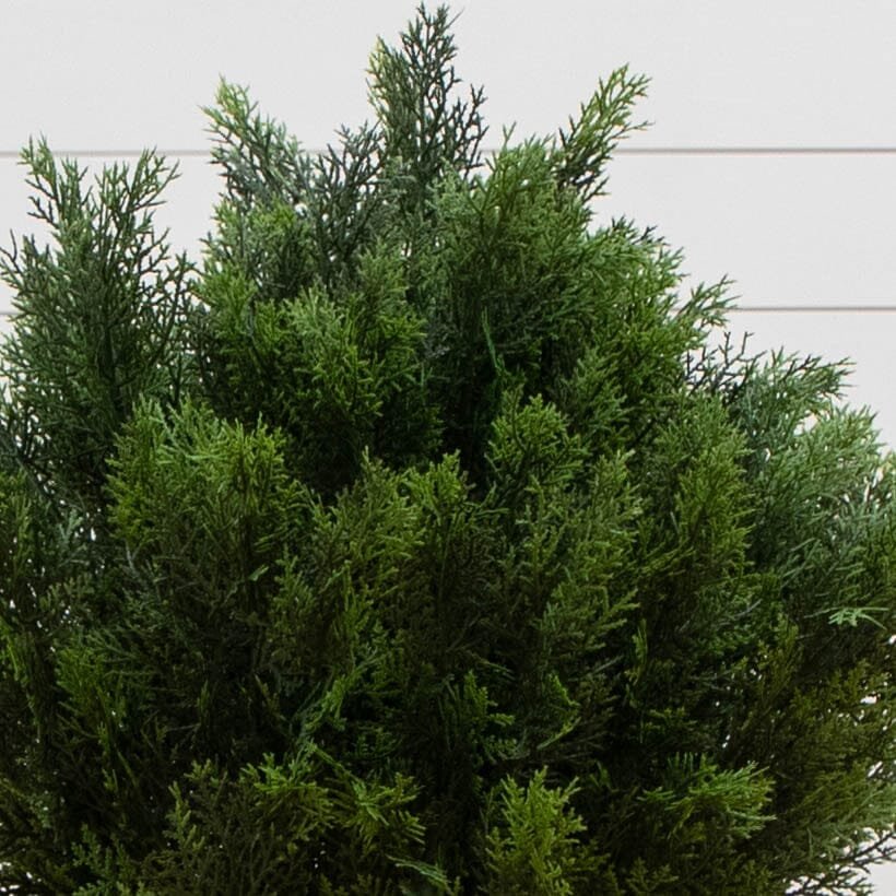 3' Cedar Bush (Indoor/Outdoor)