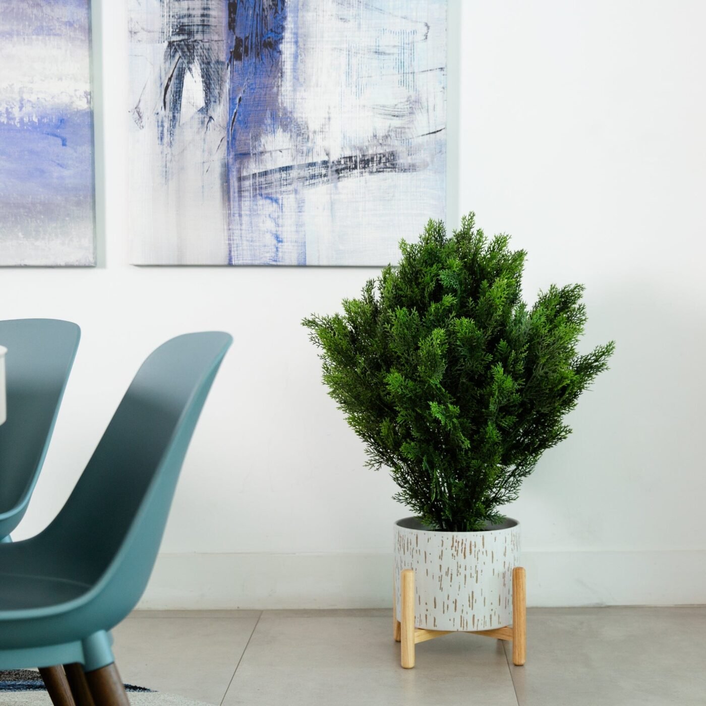 3' Cedar Bush (Indoor/Outdoor)