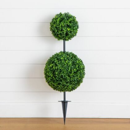 Boxwood