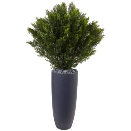 4' Cedar in Cylinder Planter (Indoor/Outdoor)