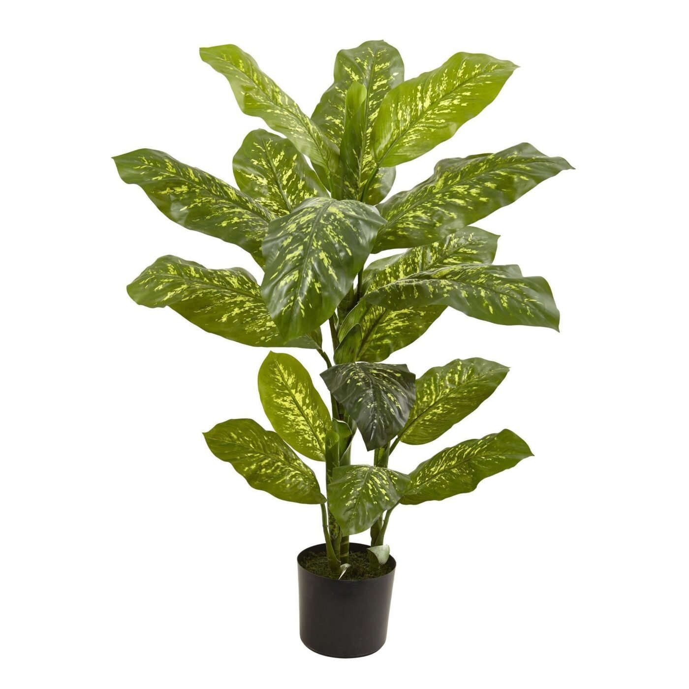 4' Dieffenbachia Plant (Real Touch)