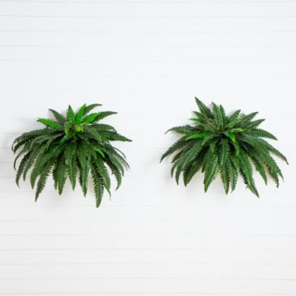 48" Boston Fern (Set of 2)