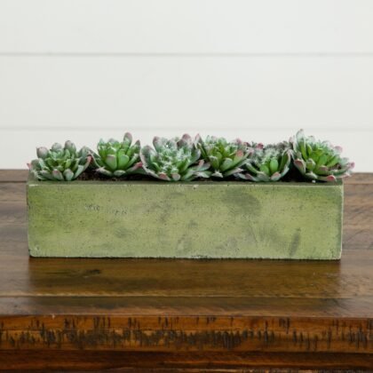 5.5" Succulent Garden with Textured Concrete Planter