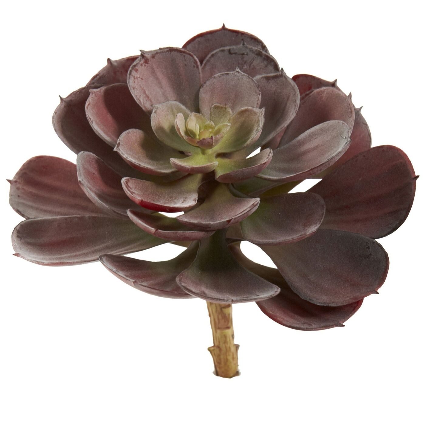 6" Echeveria Succulent (Set of 12)