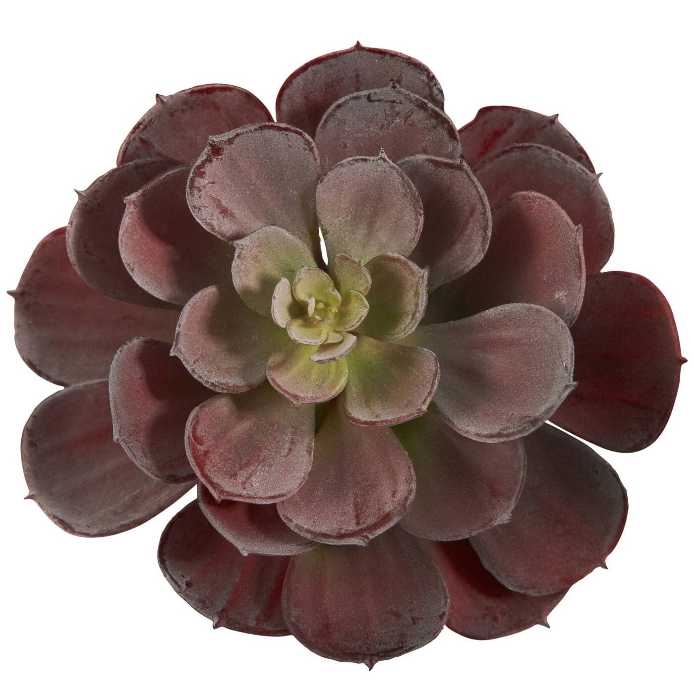 6" Echeveria Succulent (Set of 12)