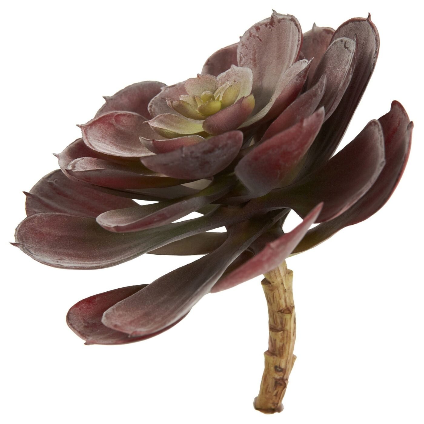 6" Echeveria Succulent (Set of 12)