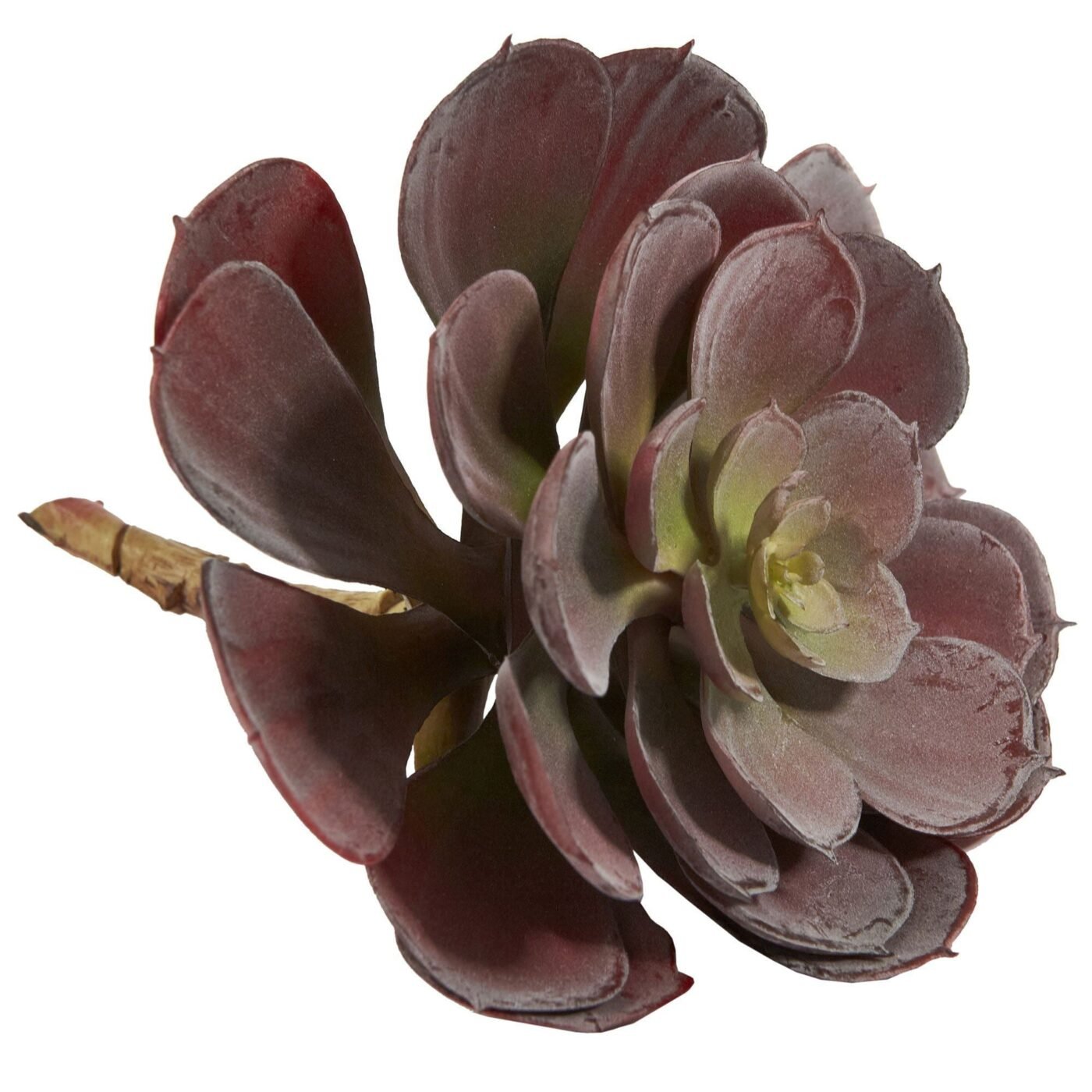 6" Echeveria Succulent (Set of 12)