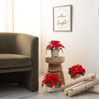 9" Artificial Poinsettia Arrangements in White Ceramic Pots - Set of 3