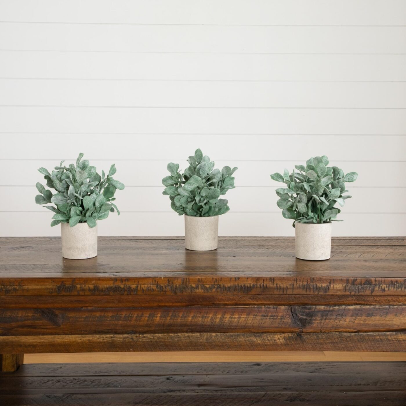 8" Artificial Lambs Ear in Decorative Planter - Set of 3